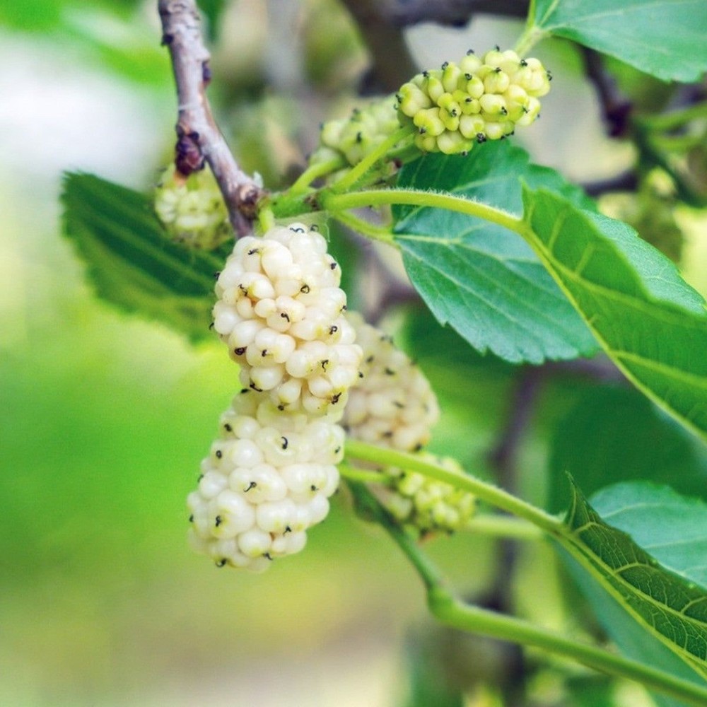 3 White Mulberry Tree- Morus alba - 12-24" Tall