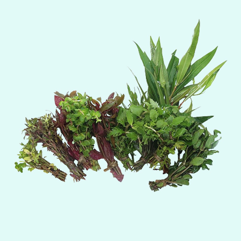 Beginner Aquatic Plants Bundle