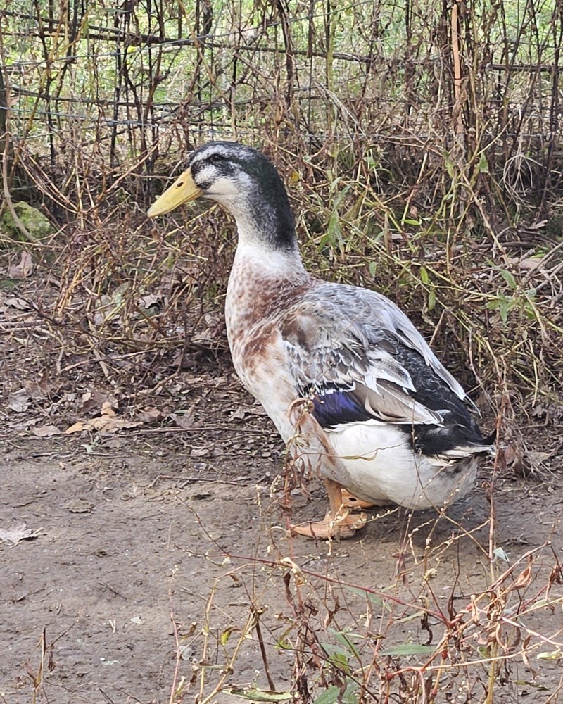 6 Silver Appleyard Duck Hatching Eggs
