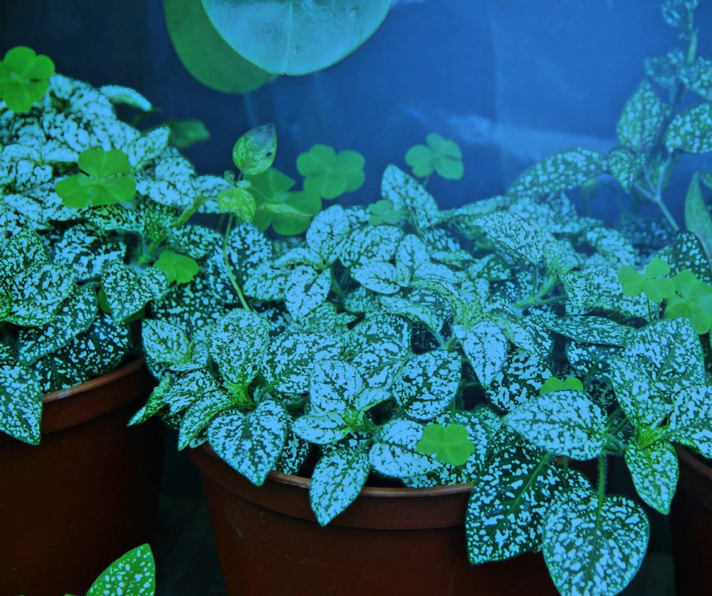 Miracle LED Plant Life Cycle 4-Socket Synchronized Grow Light Kit with 4 Blue
