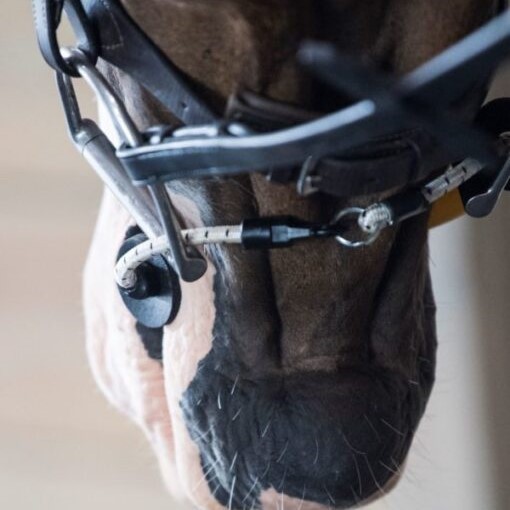 ThinLine Busy Buddy - For The Halter