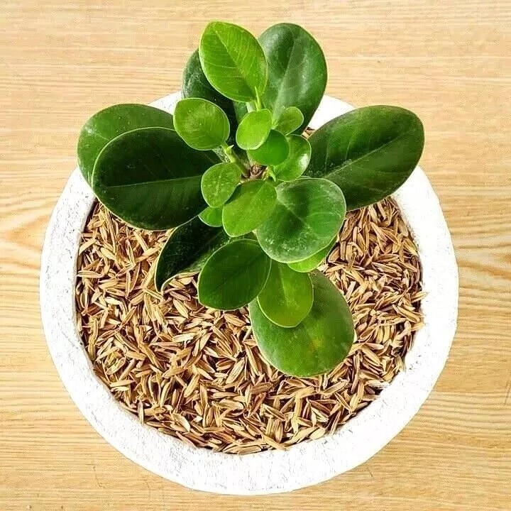 100% Organic Rice Husks Compost Hydroponic Growing Amendment Top Plants