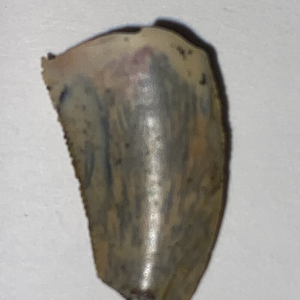 Raptor Tooth