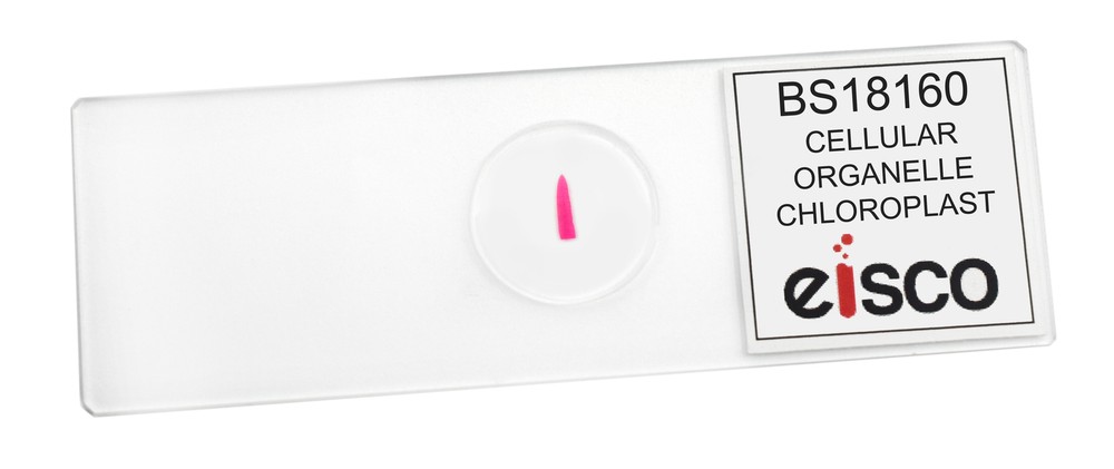 Chloroplasts - Prepared Microscope Slide - 75x25mm - Eisco Labs