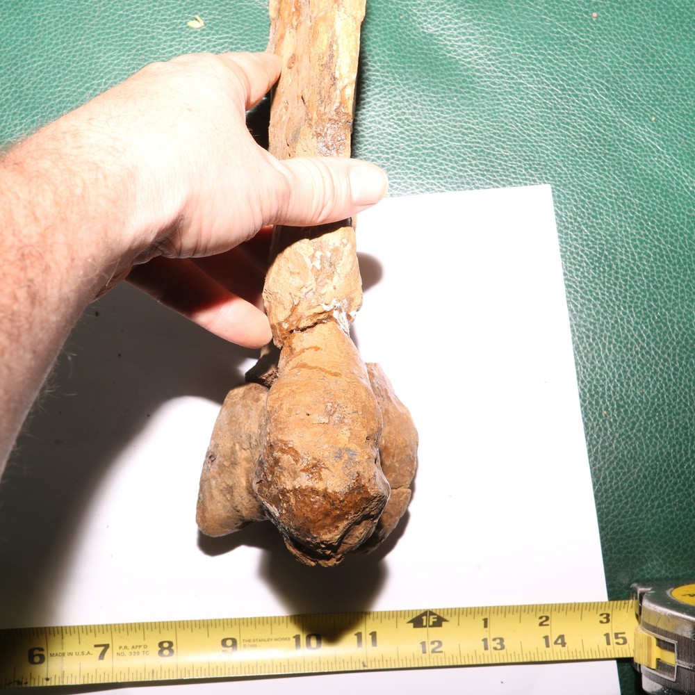 Triceratops Syncervical Vertebra Process Section Hell Creek Formation Cretaceous