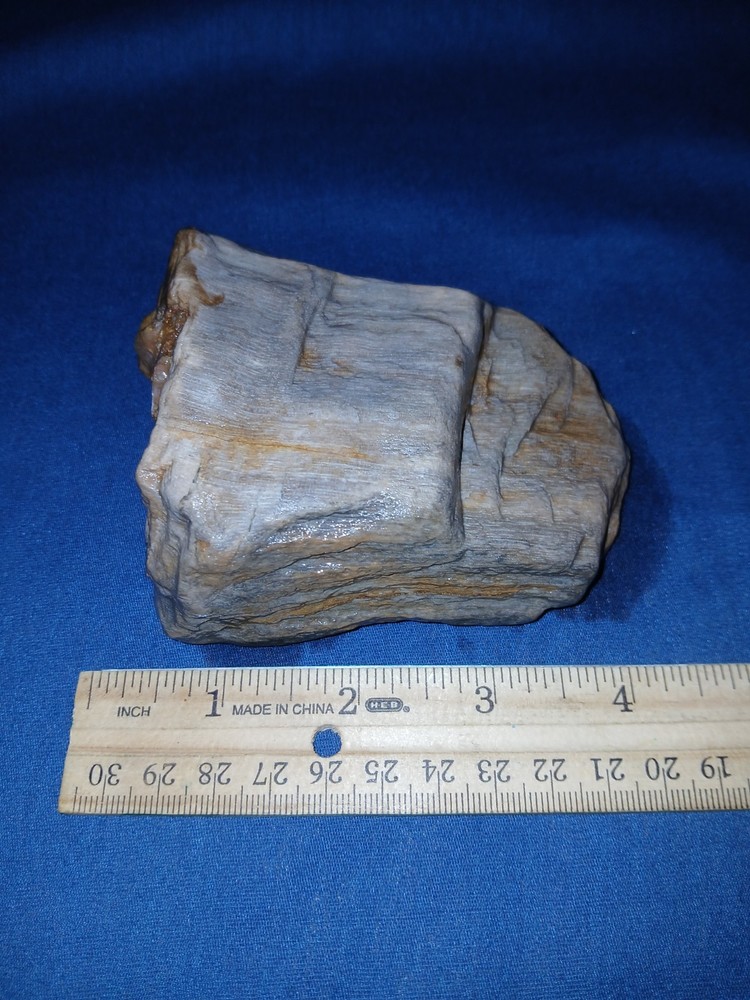 14 oz Texas Petrified Wood