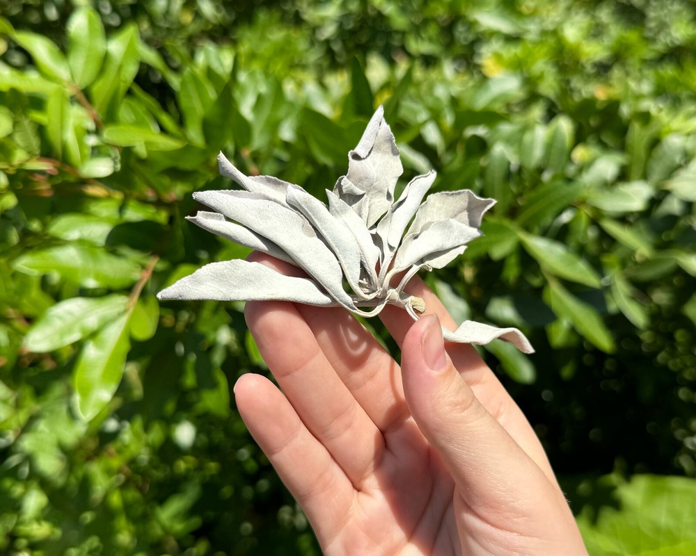 2 oz Loose White Sage Smudge Leaves & Clusters (Cleansing Smudging Purification)