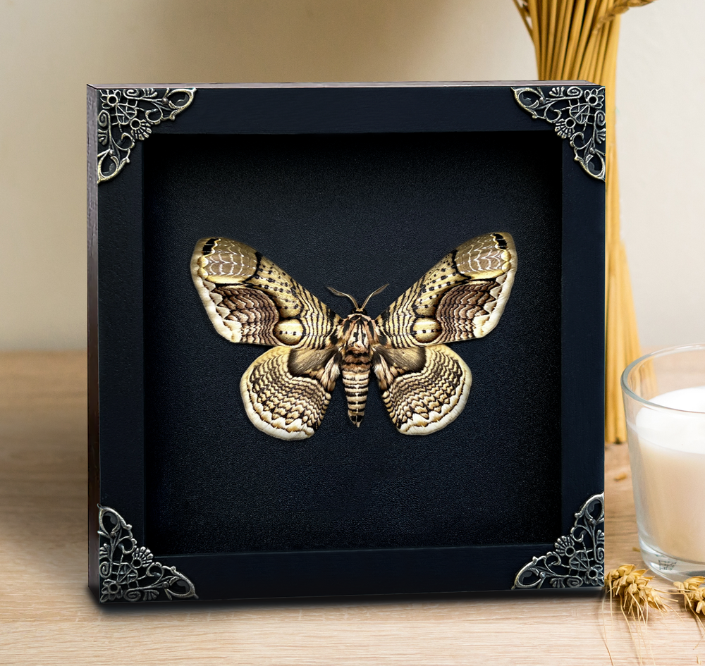 Real Framed Insect Dead Moth Brahmaea Black Shadow Box Bugs Taxidermy Decor