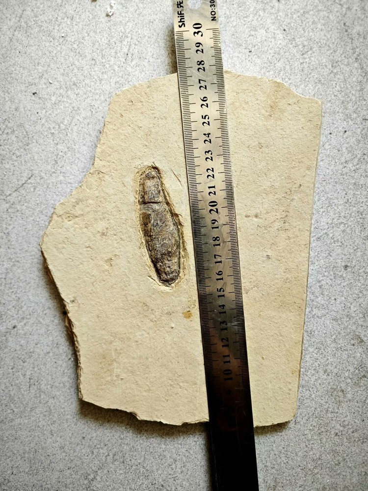 Real and unique ancient insect fossils c01