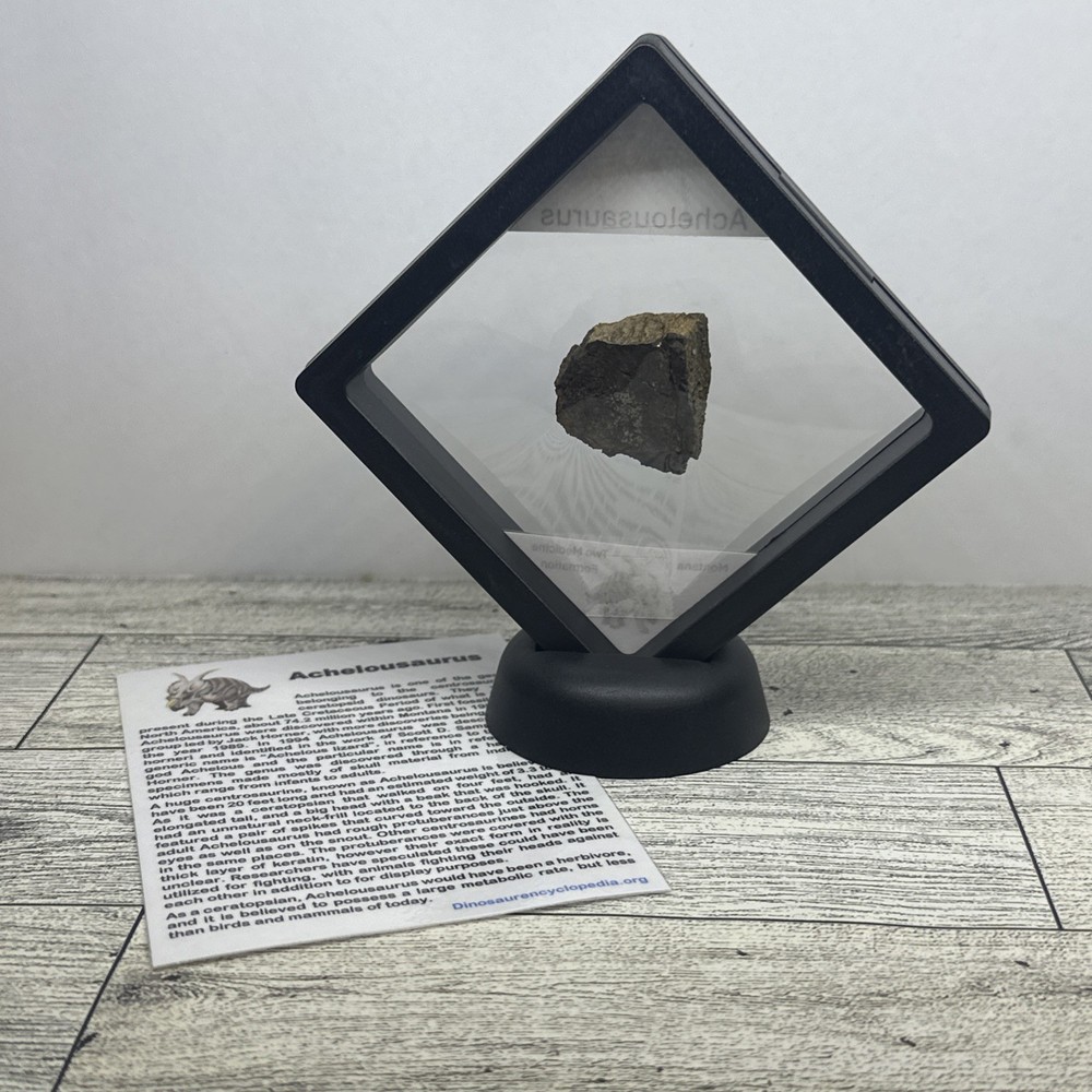 Achelousaurus Extinct Ceratops Dinosaur Bone Fossil in Display Case
