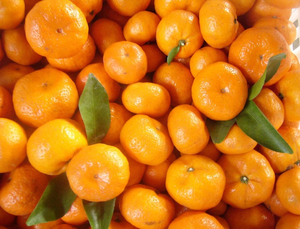 4 oz Candle Scent Oil-MANDARIN ORANGE