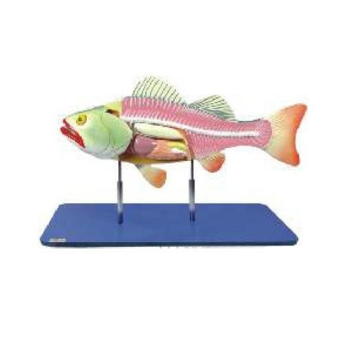 Bony Fish General Anatomy for Demo & Educational use.