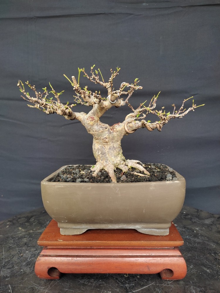 Wrightia Religiosa Bonsai Tree - Small Size