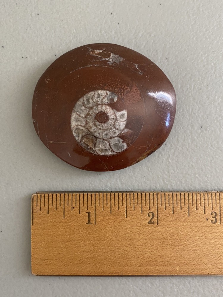 Morocco Fossils Stone Ammonite