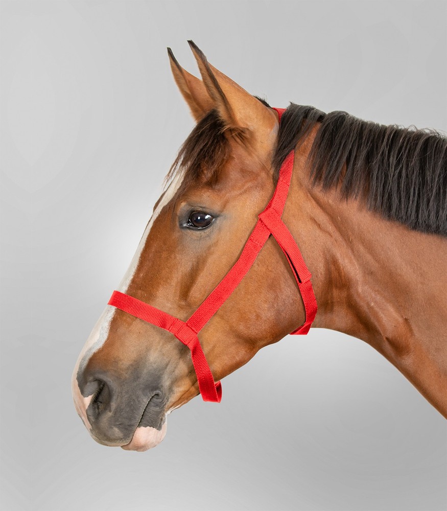 Pasture Halter