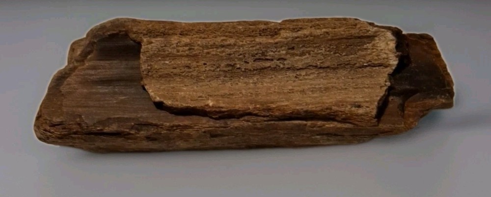 Petrified Wood Rough 6x2 472g