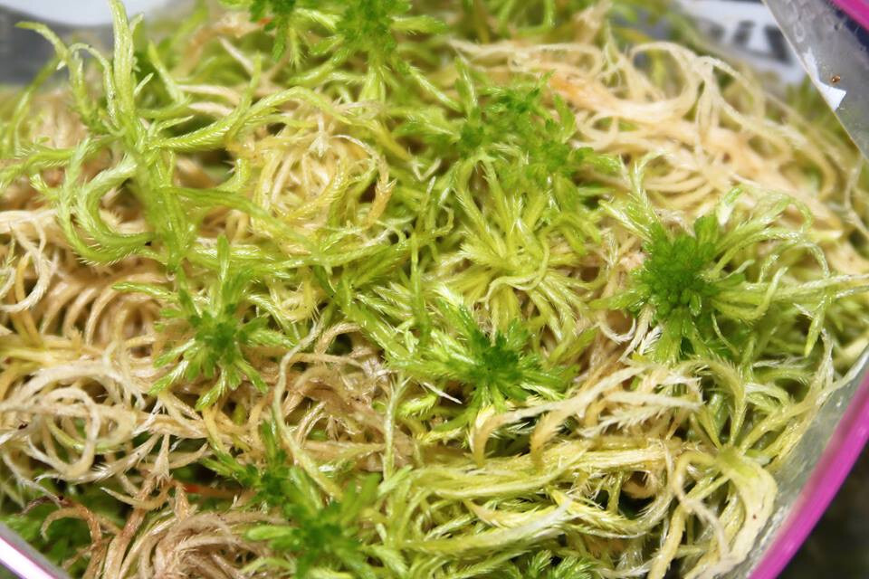 LIVE SPHAGNUM MOSS - 1 QUART BAG