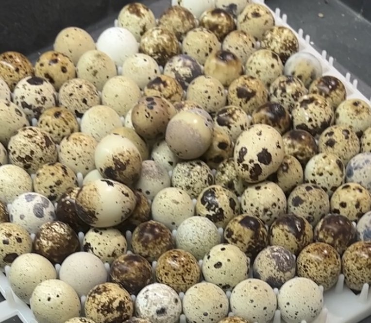Quail Hens Choice Hatching Eggs
