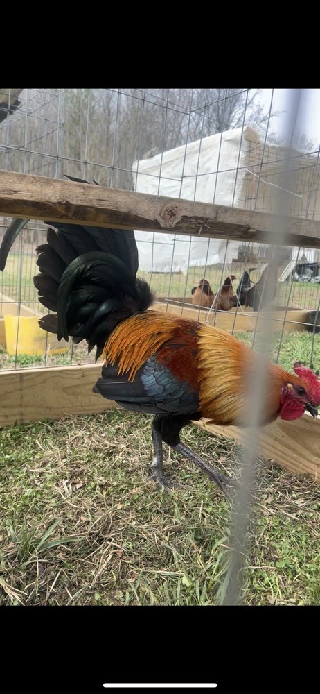 Hatching Eggs (6) Eggs Half Dozen Chicken Hatching Eggs