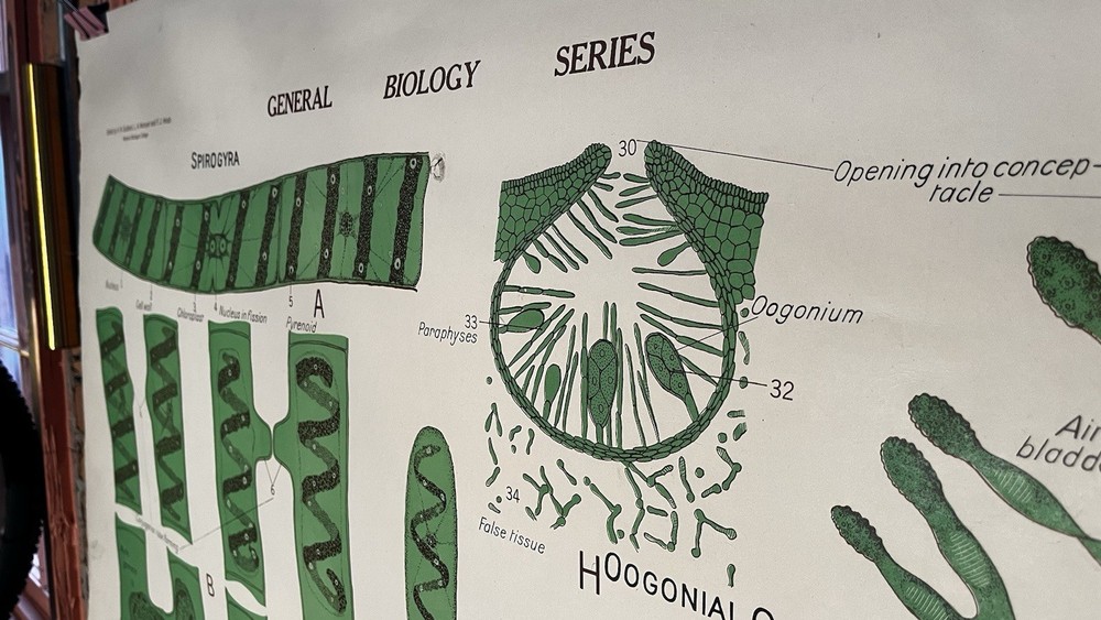 Vintage Biology Chart - Algae 1963