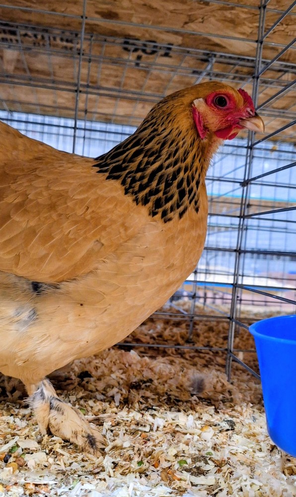 7 + Buff Bantam Brahma Hatching Eggs From Our Show Lines!!!