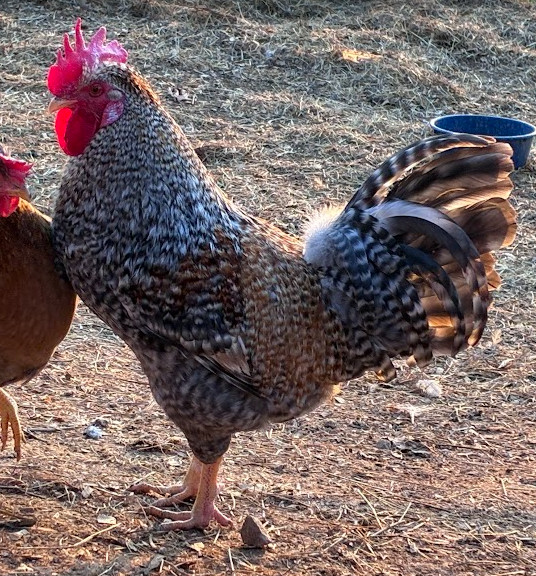 Cream Legbar Hatching Eggs 10++