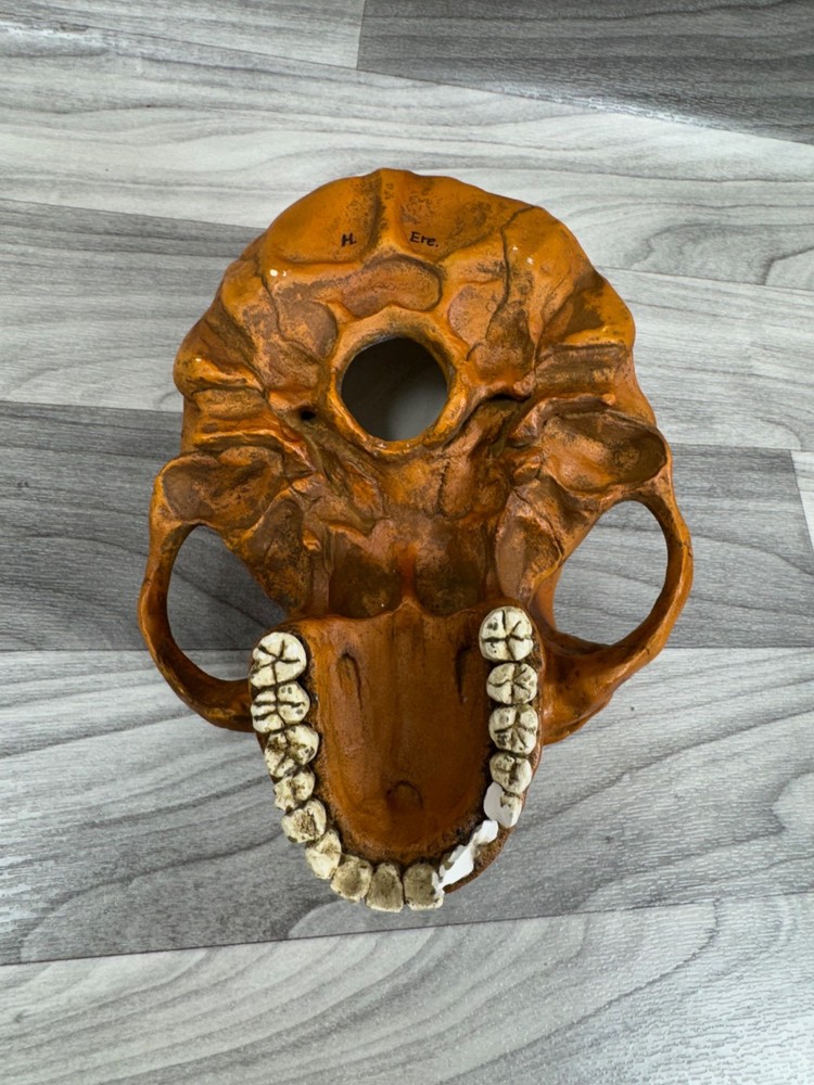 PREHISTORIC CERAMIC SKULLS LOT - NEANDERTHAL CRANIUM HEAD