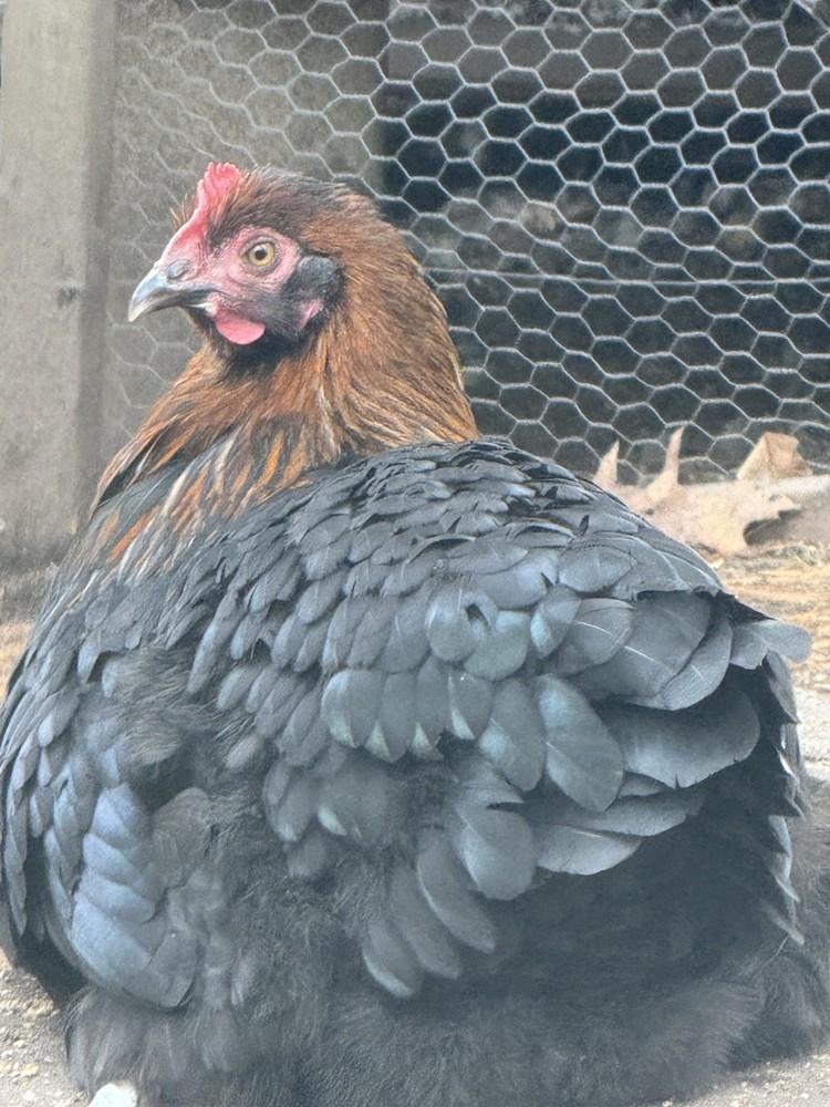 6 Black Copper Maran/ Maran Backcross Hatching Eggs Npip/AI