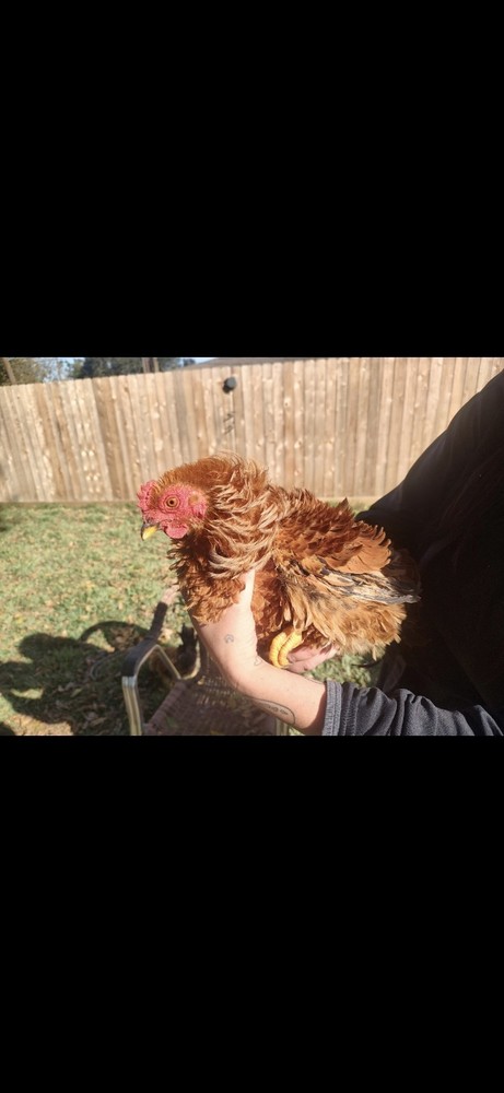 Bantam mystery egg Hatch 18 eggs