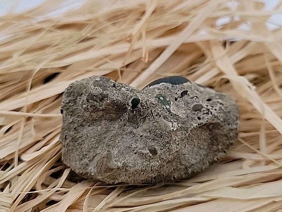 Egg Fossil Reptile Permineralized Compression Fossil