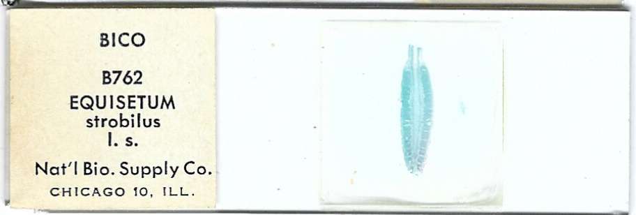 Equisetum Strobilus l.s. Microscope Slide