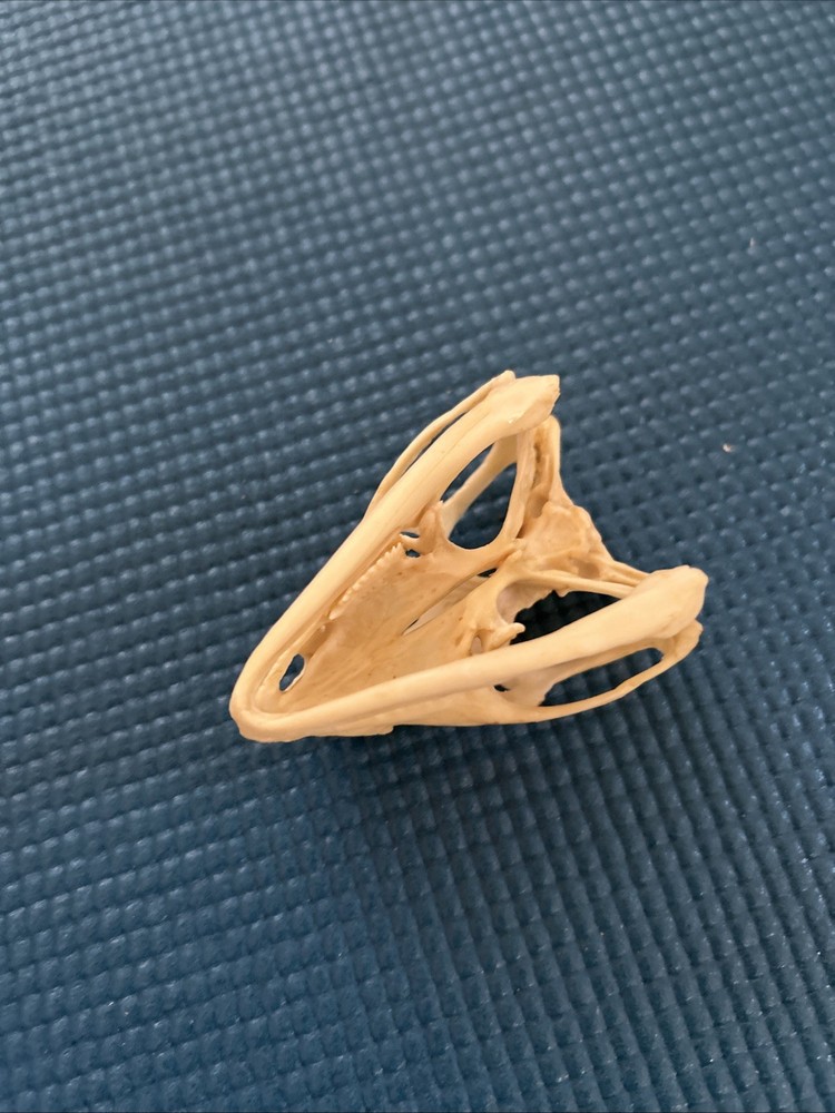 iguana skull Tuatara Resin