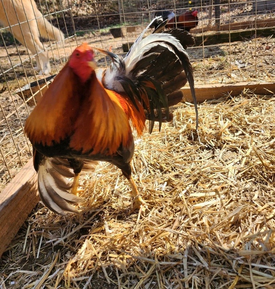 GT FARM|| Dozen Fertilized Hatching Eggs