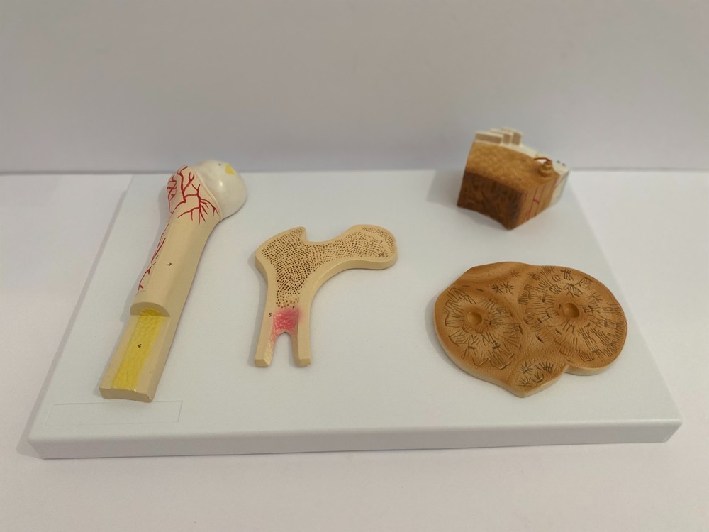 Anatomical Human Bone Structure Model - Medical Anatomy