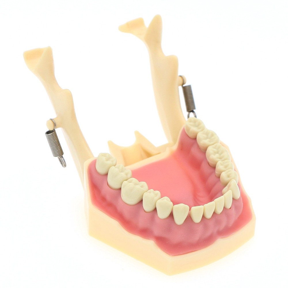 Frasaco AG3 Type Dental Restorative Typodont Model 32Pcs Removable Teeth M8014-2