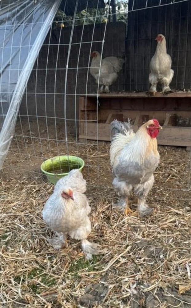 Isabella Brahma Hatching Eggs 6 Eggs