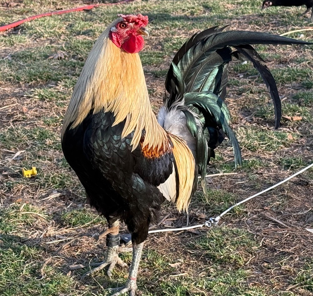 10+ Pure Harold Brown Grey Chicken Eggs