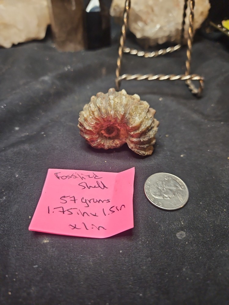 Fossilized Shell Ammonite W/ Spikes Naturally Formed (57 grams)