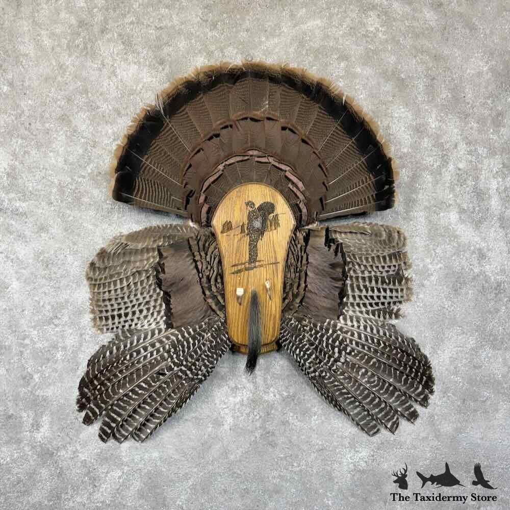 #30783 E | Eastern Wild Turkey Display Mount For Sale