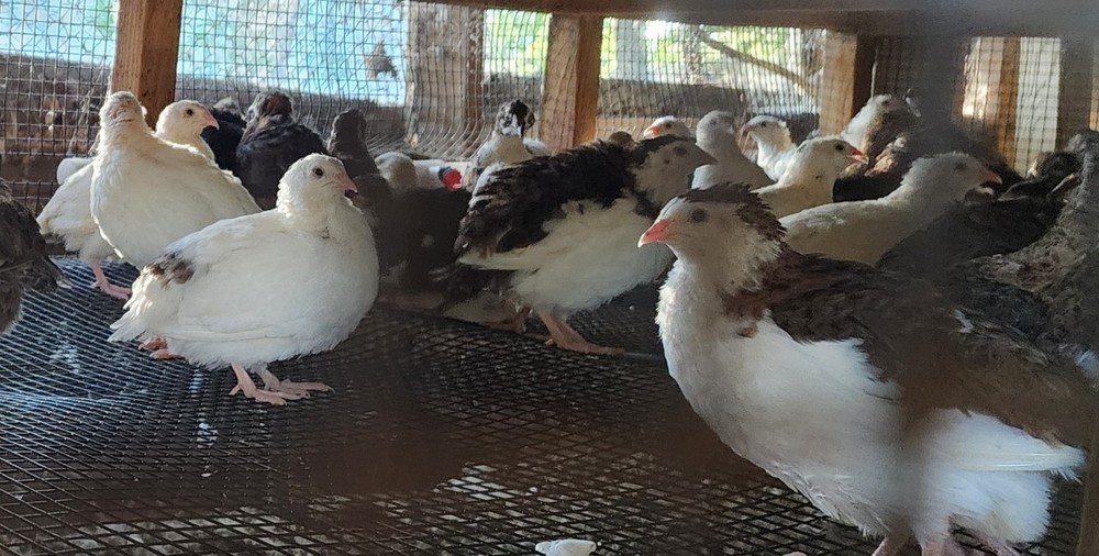 50+ Celadon Coturnix Quail Hatching Eggs