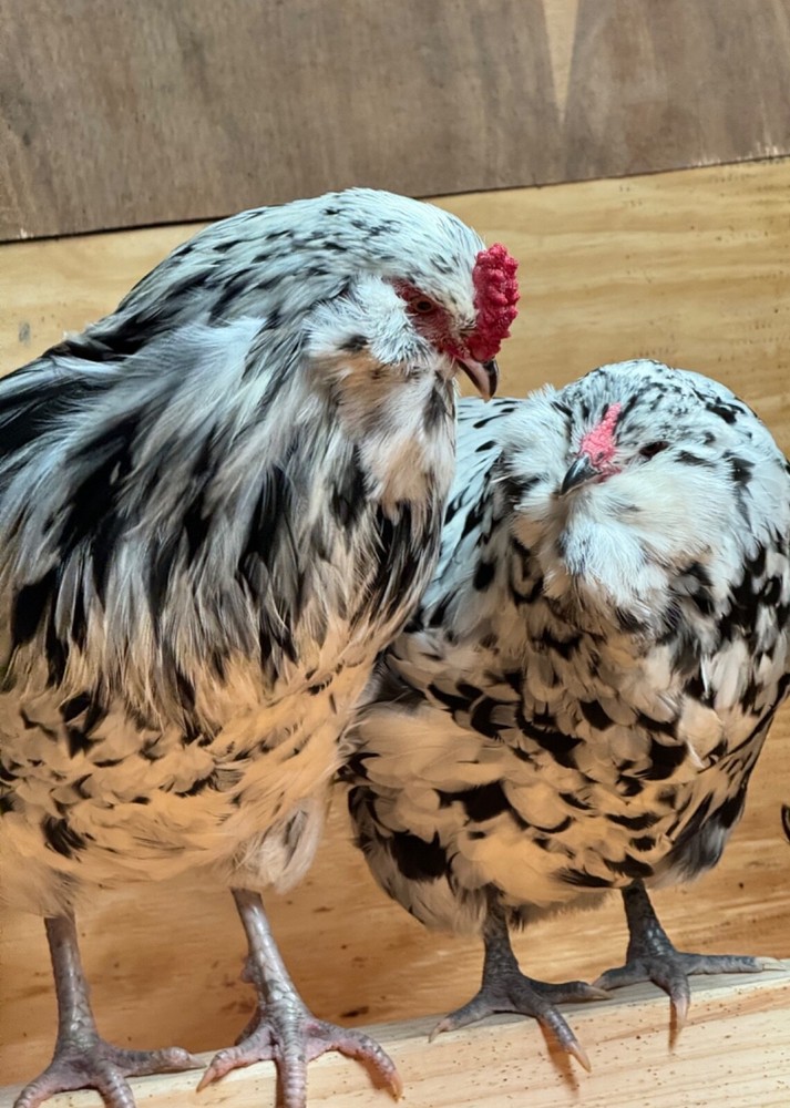 12 Ermine Ameracana Hatching Eggs beautiful blue eggs