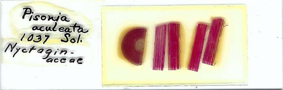 Devil's Claws Pisonia aculeata Microscope Slide