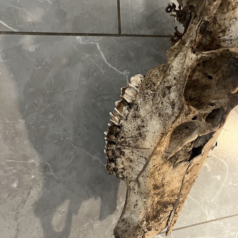 Genuine Weathered Elk Antlers/Mount- Rustic Decor