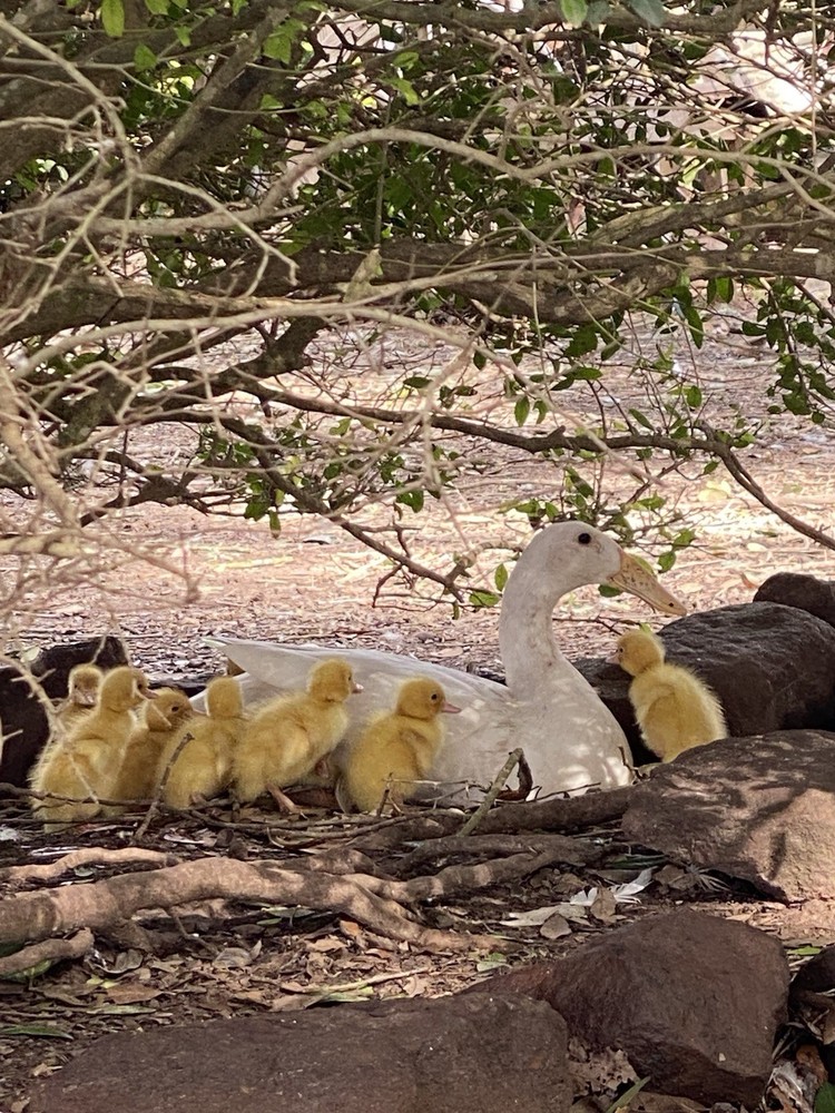 12 Indian Runner Duck Hatching Eggs (1 Doz)