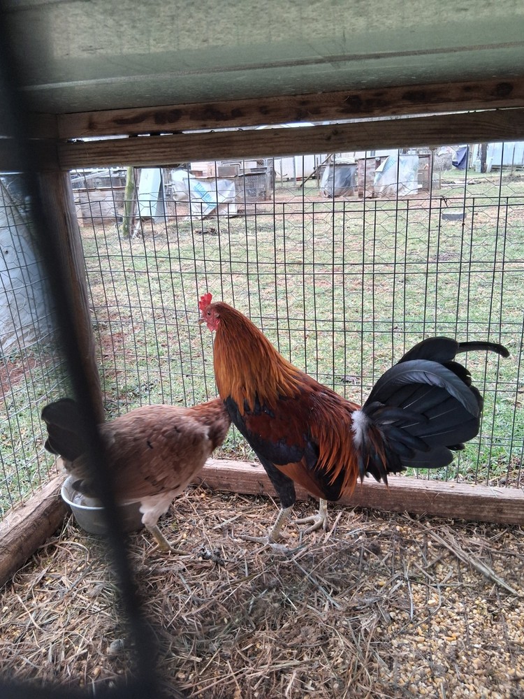 12 McLean Pure Hatching Eggs