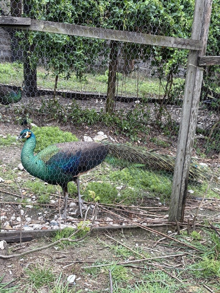 3 Java Green Purple Spaulding hatching eggs.