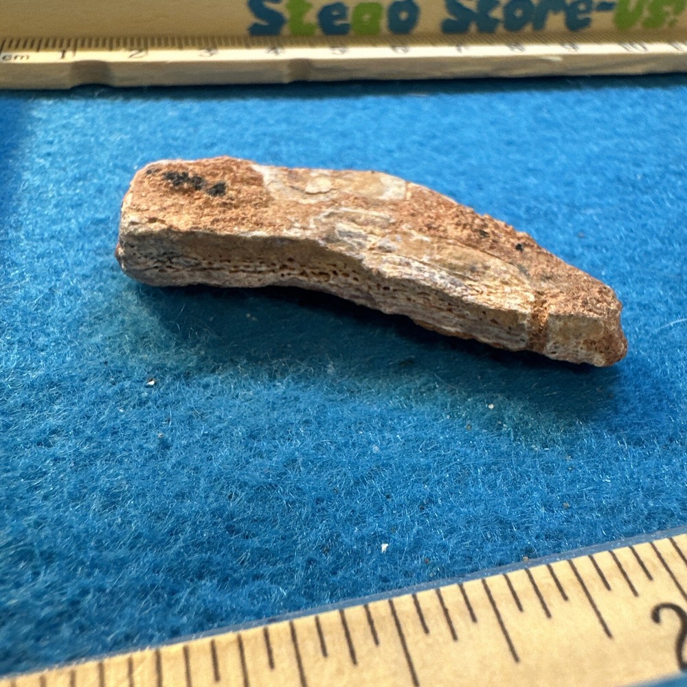 Spinosaurus Extinct Dinosaur Bone Fossil in Display Case