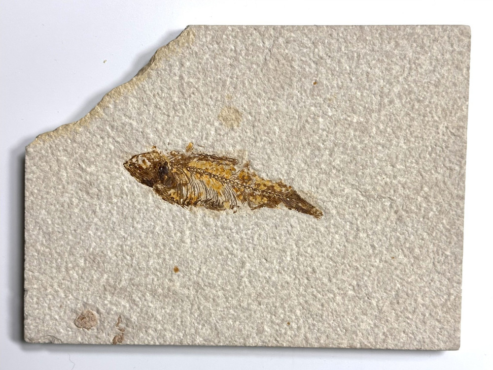Knightia Fossil Fish Plate, Eocene Era