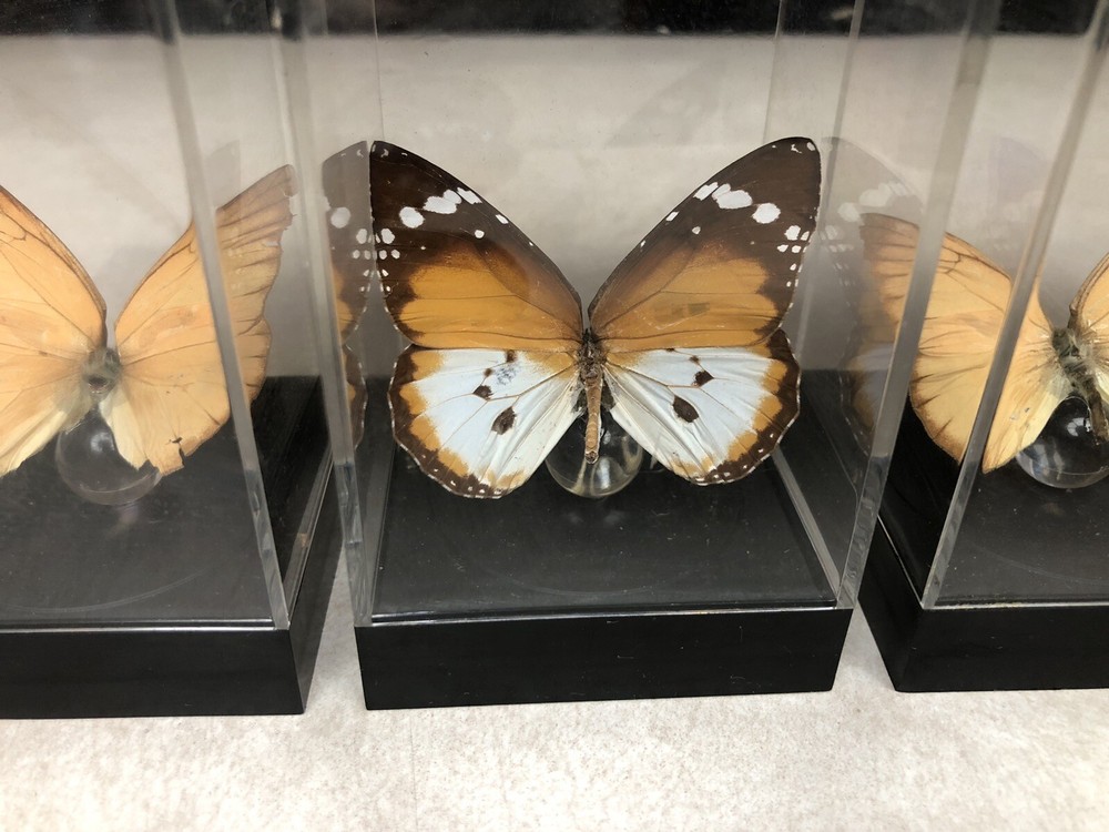 7 Mounted Butterfly Specimens In Acrylic Cases