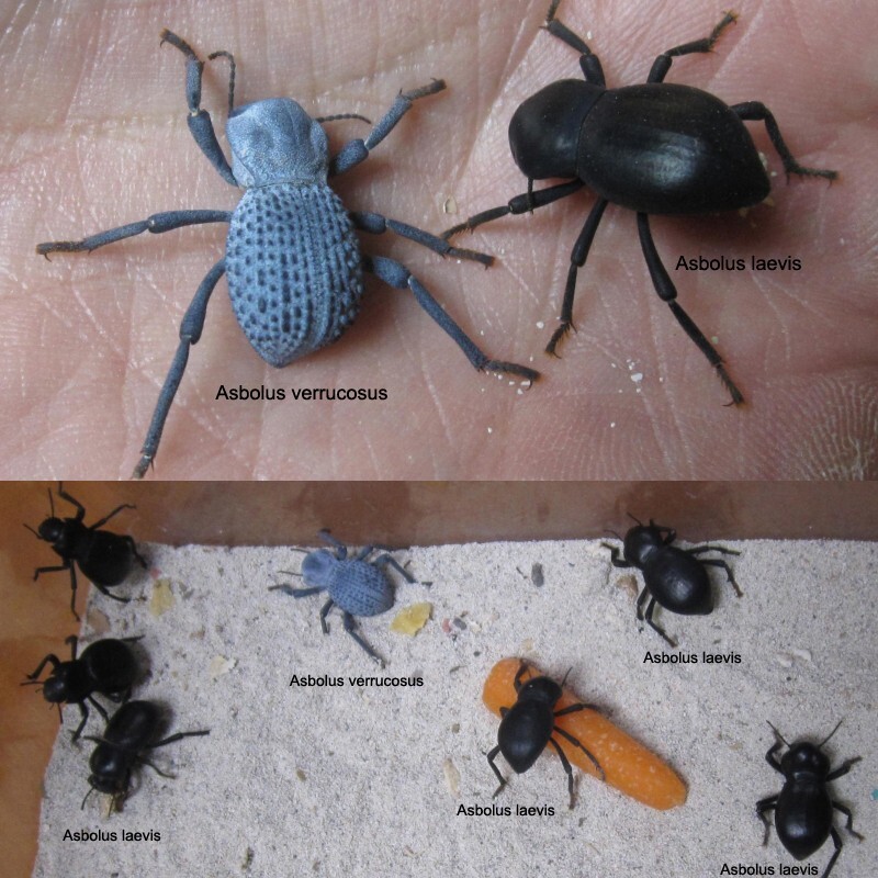 Blue Death Feigning Beatlee (Group of 5!) BDFB plus 2 Smooth DFB!